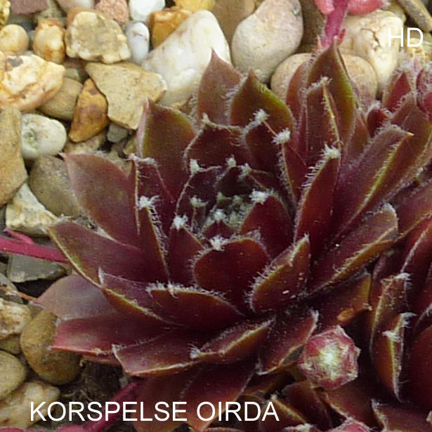Korspelse Oirda