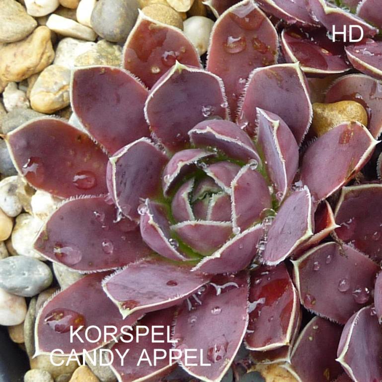 Korspel Candy Appel / Jovi