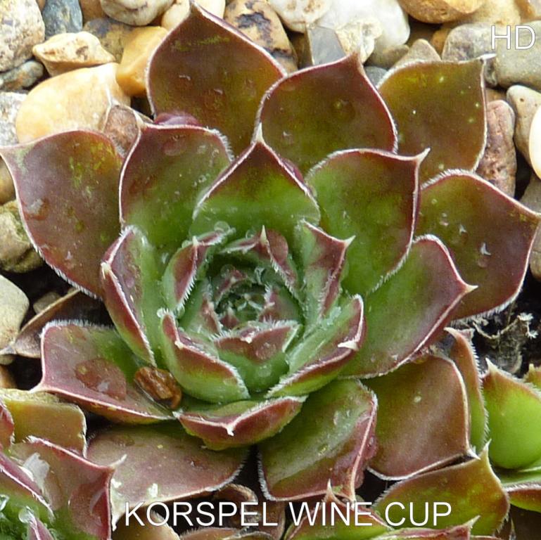 Korspel Wine Cup / Jovi