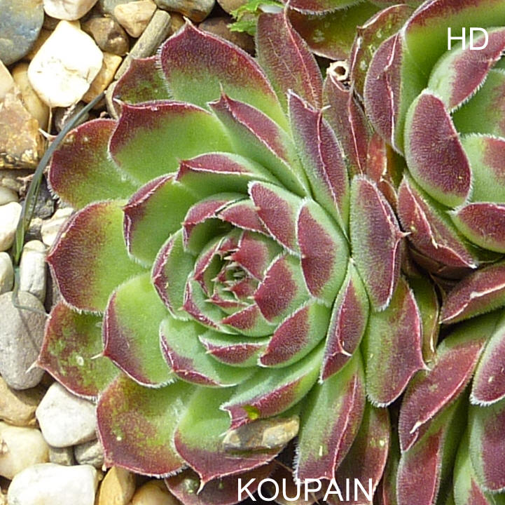 Koupaia / Jovi