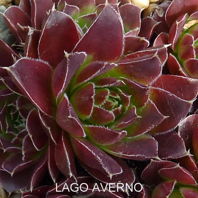 Lago Averno / Jovi