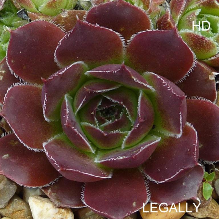 Legally / Jovi