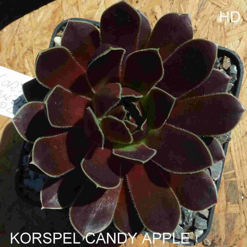 Korspel Candy Appel / Jovi