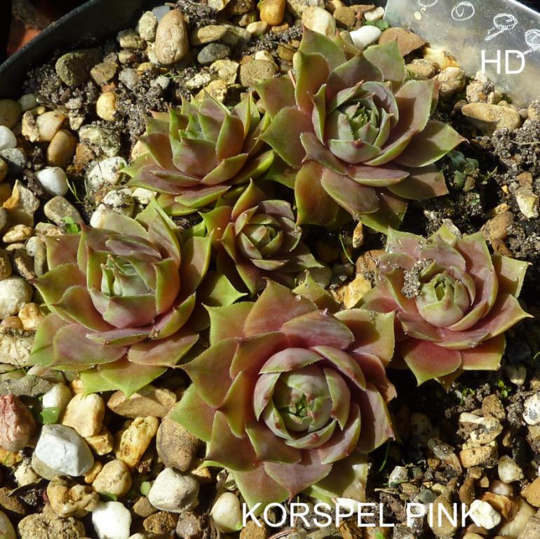 Korspel Pink