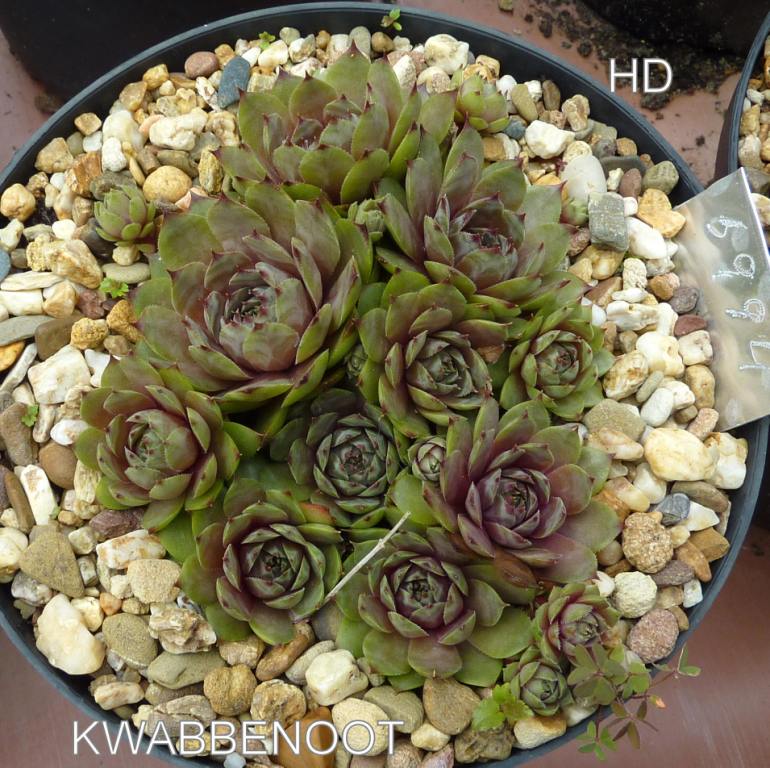 Kwabbenoot
