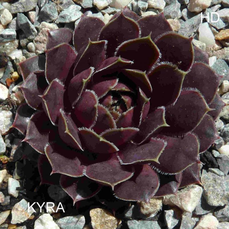 Kyra / Jovi
