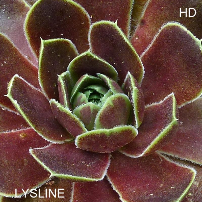 Lysline / Jovi