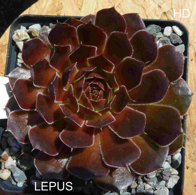 Lepus / Jovi