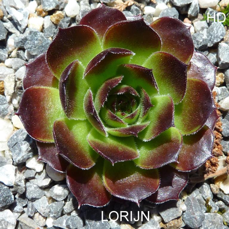 Lorijn / Jovi