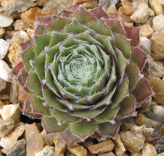 Lilofee