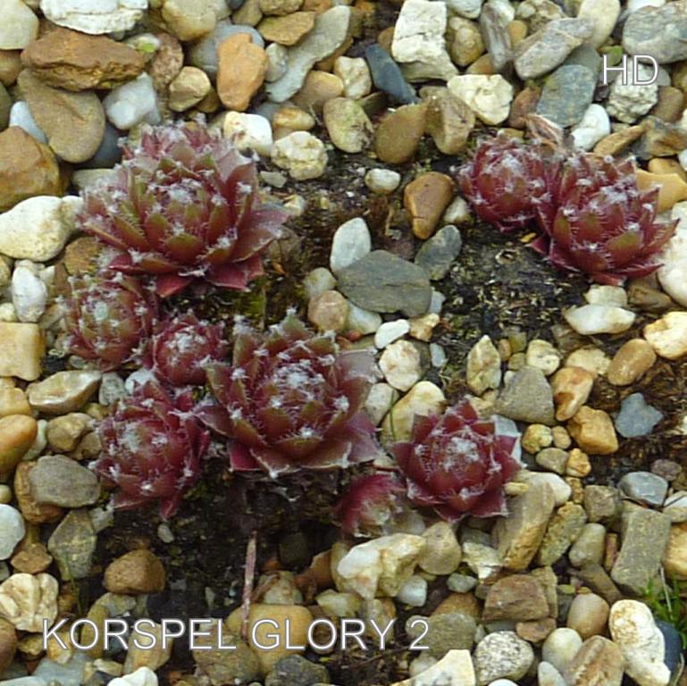 Korspel Glory 2