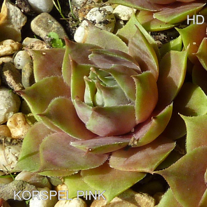 Korspel Pink