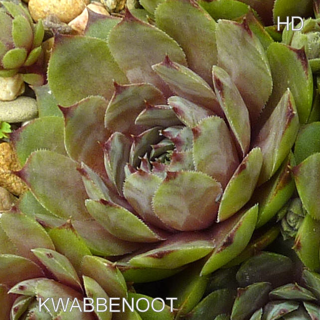 Kwabbenoot
