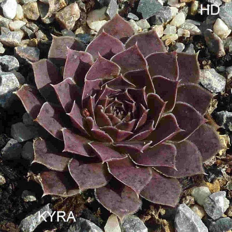 Kyra / Jovi