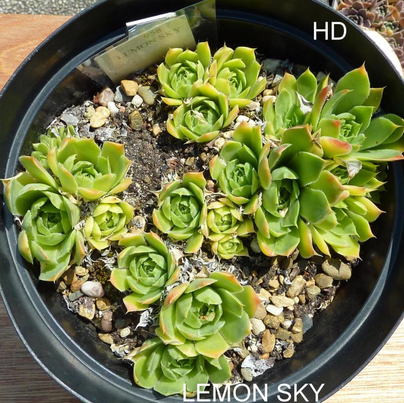 Lemon Sky / Jovi