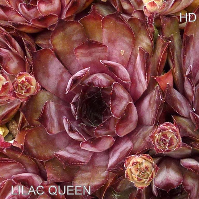 Lilac Queen