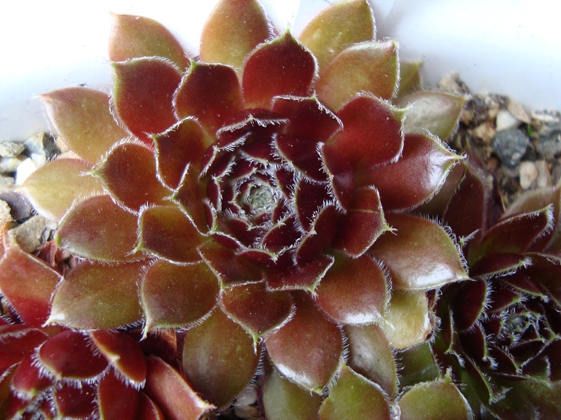 Lucy Liu
