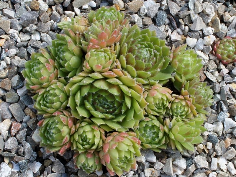 Korspel Glory 2