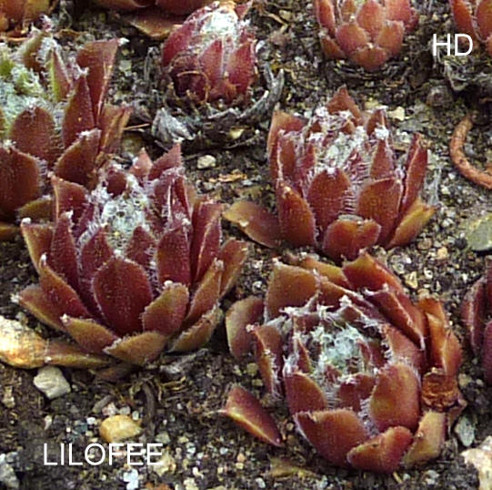 Lilofee