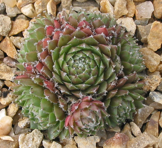 Korspel Glory 2