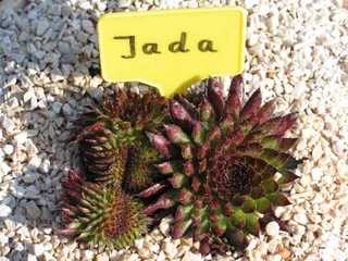 Jada