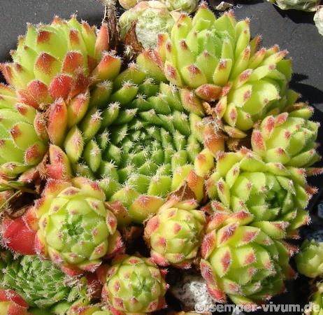 vaccarii from Val Soana
