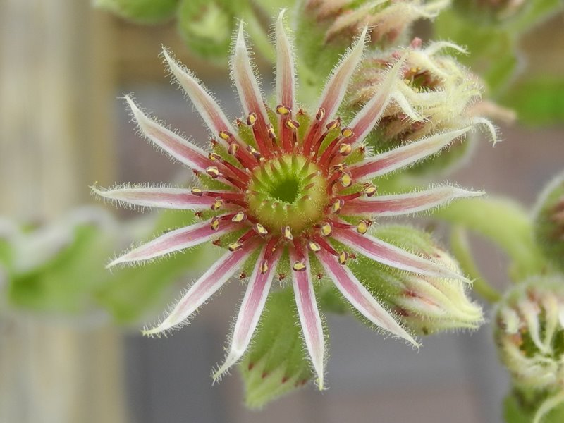 valesiacum