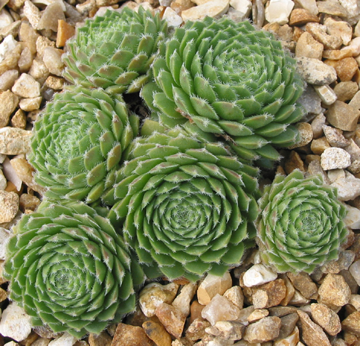 Jacquette