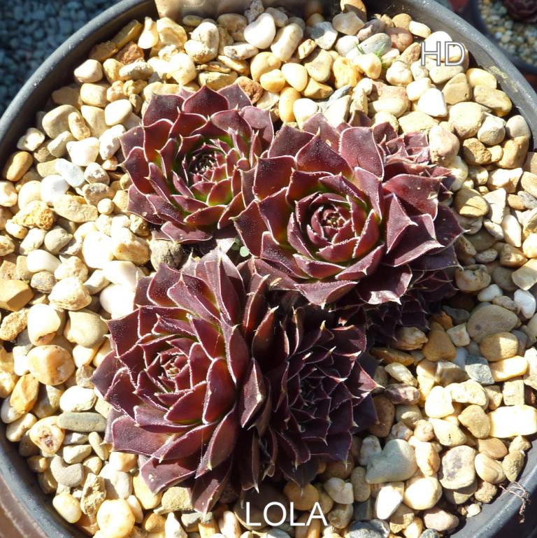 Lola / Jovi