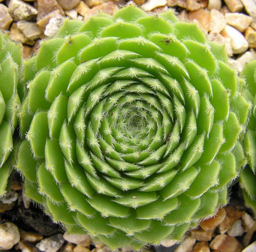 Jacquette