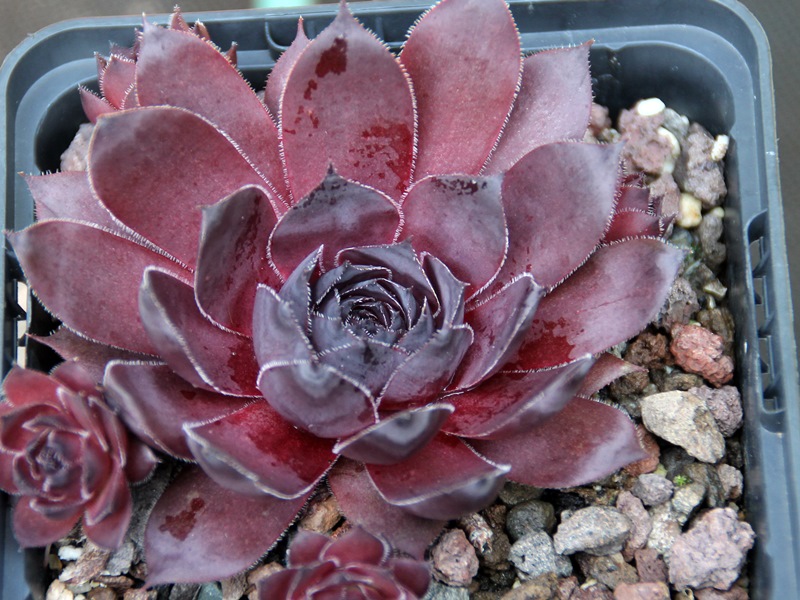 Leopold