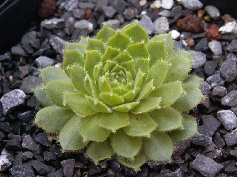 Jacquette