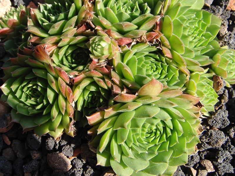 Leocadia's Nephew