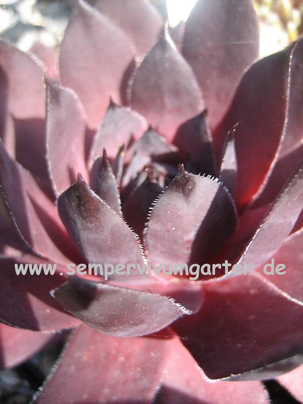 Leopold
