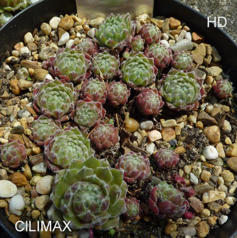 Climax ( III )
