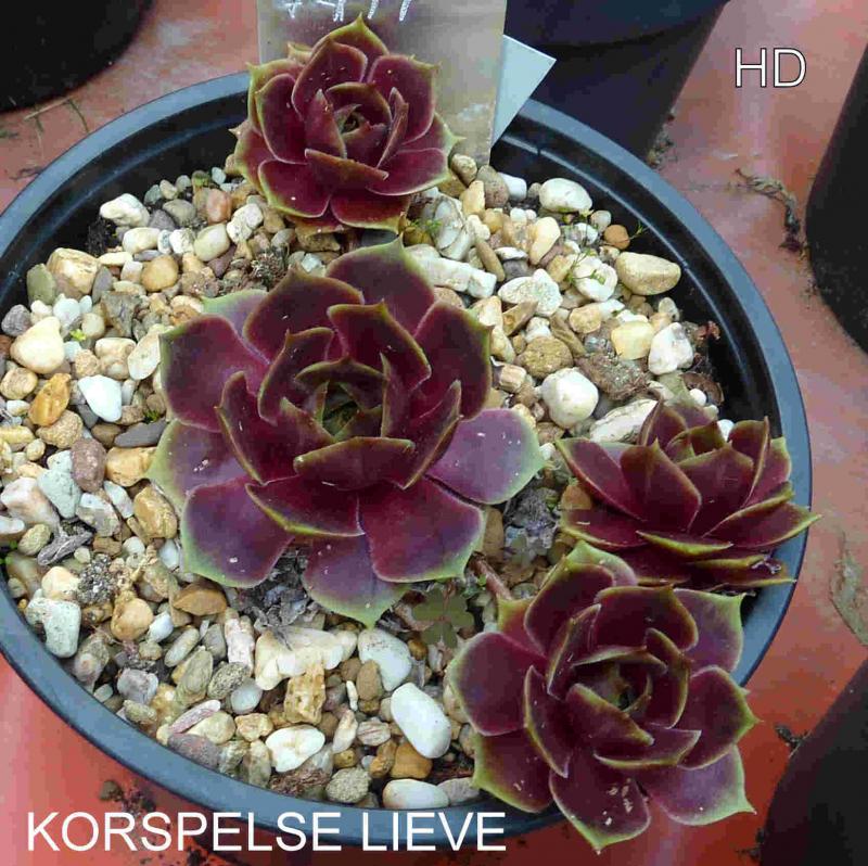 Korspelse Lieve