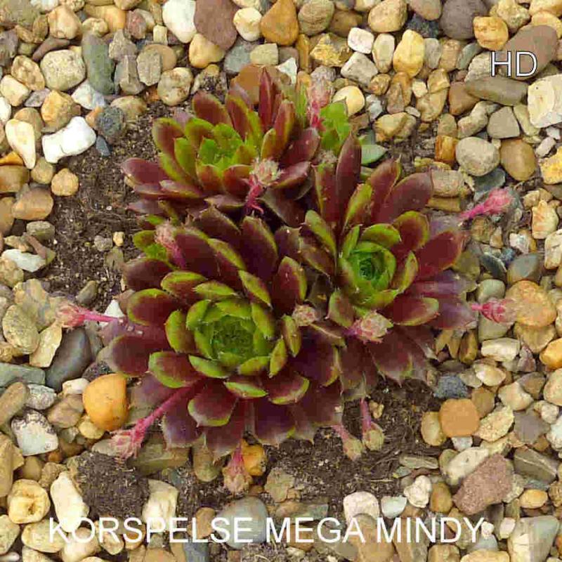 Korspelse Mega Mindy