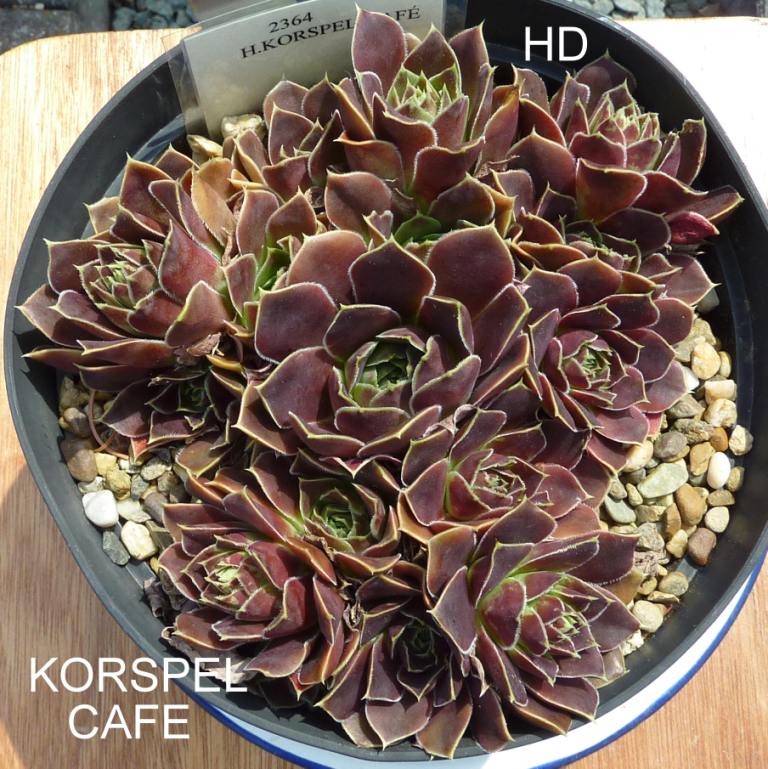 Korspel Cafe / Jovi