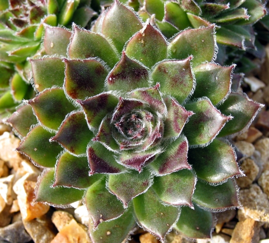 Korspel Glory