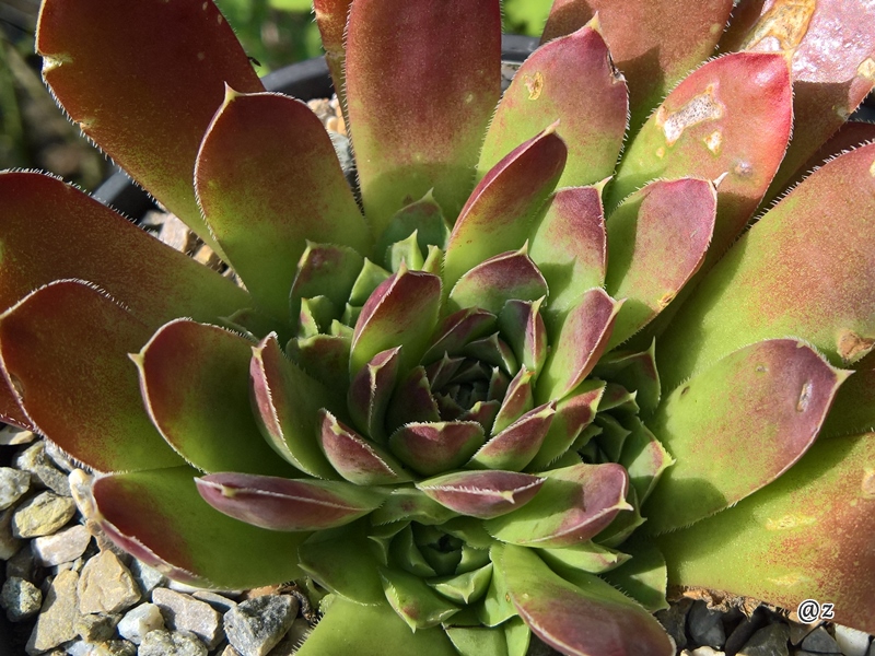 Korspelse Qalila / Jovi