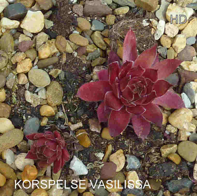 Korspelse Vasilissa