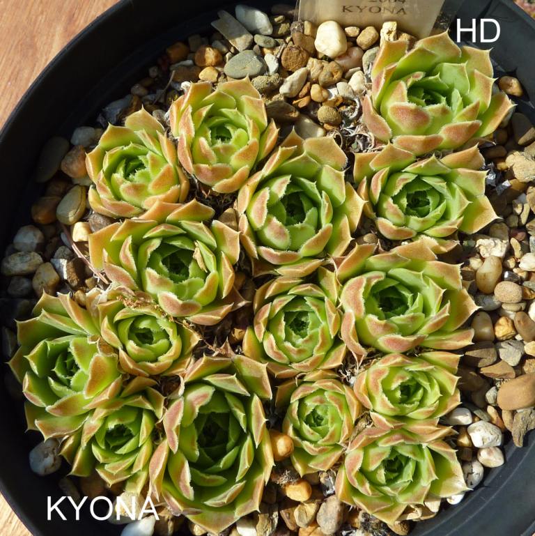 Kyona / Jovi