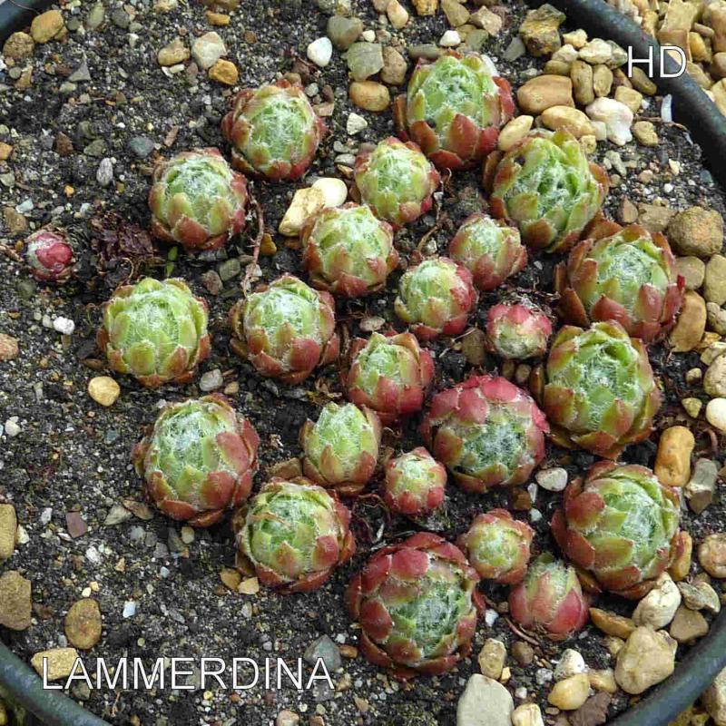 Lammerdina