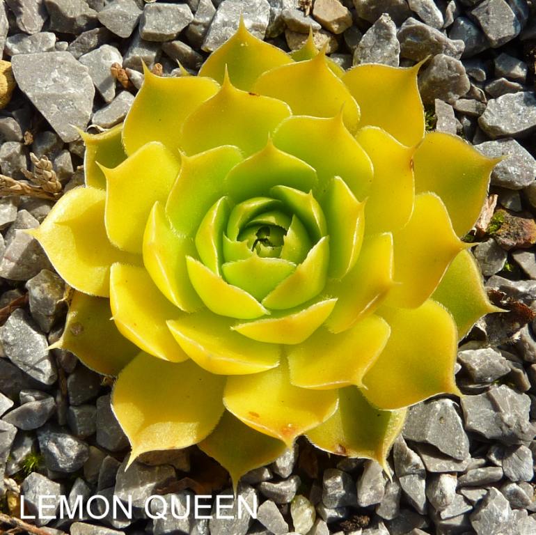 Lemon Queen / Jovi