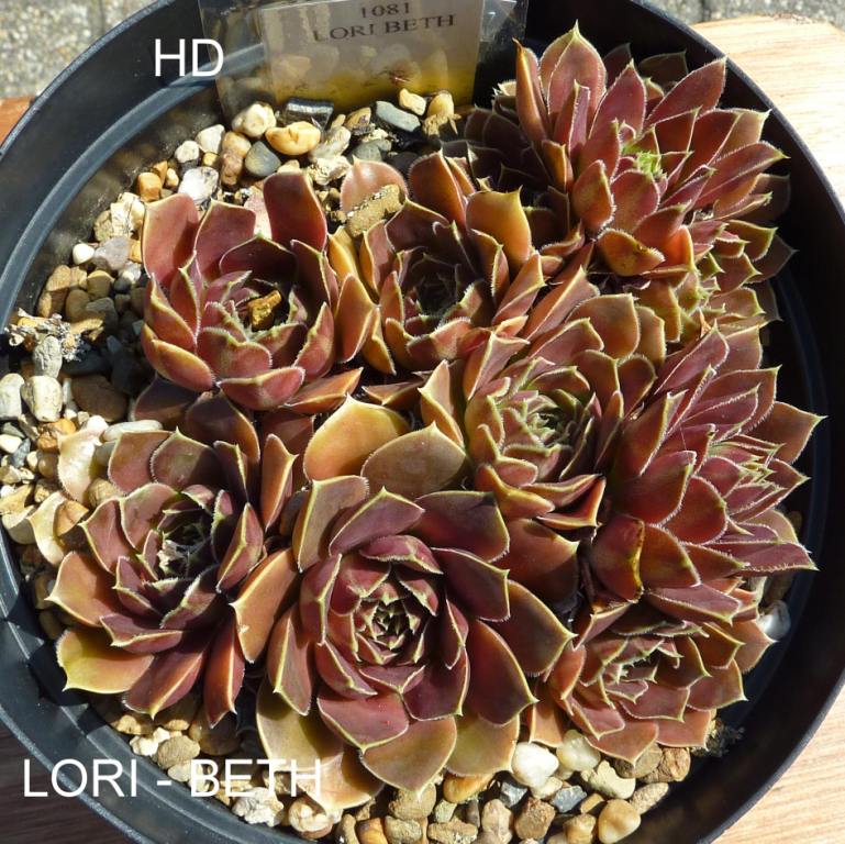 Lori-Beth / Jovi