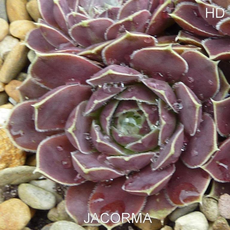 Jacorma / Jovi