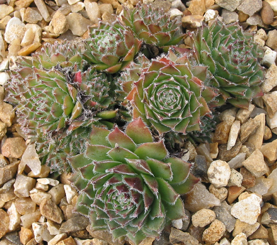 Korspel Glory
