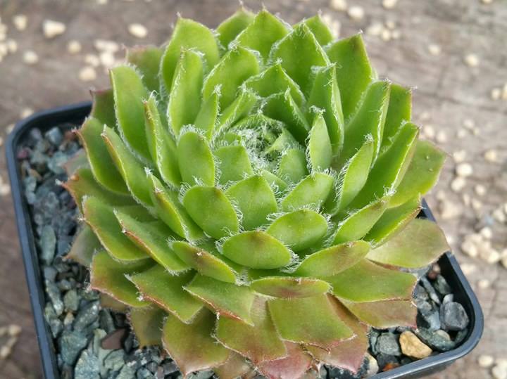Lammerdina