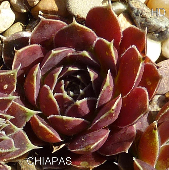 Chiapas / Jovi