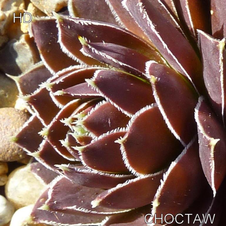 Choctaw / Jovi